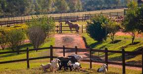 Hotéis-fazenda ideais para viajar em família no interior de SP