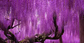 Foto: (Imagem sem texto alternativo disponivel ID [755400])