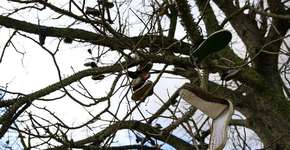 Foto: (Imagem sem texto alternativo disponivel ID [1854334])