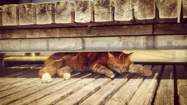 Crédito: Reprodução