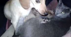 Gata e cadela dão cria juntas e fazem intercâmbio de amamentação