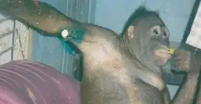 Orangotango era usada como escrava sexual na Indonésia