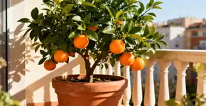 Foto: (Imagem sem texto alternativo disponivel ID [2668621])