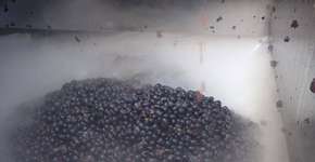 Galeria de fotos mostra diferentes etapas da produção do vinho