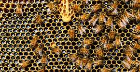 Como o veneno de abelha pode auxiliar no tratamento do câncer