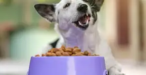 Estudo revela tipo de alimento que prolonga a vida de cães