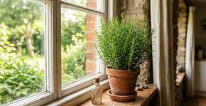 Como cultivar alecrim com galhos vigorosos, aromáticos e de crescimento constante, que podem ser colhidos o ano todo mesmo em vasos pequenos em ambientes internos