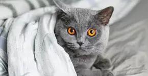 Foto: (Konstantin Aksenov/istock)