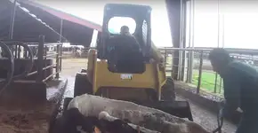 Investigação expõe crueldade e agressões a vacas em fazenda