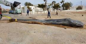 Baleia é encontrada morta após ingerir 29 kg de plástico