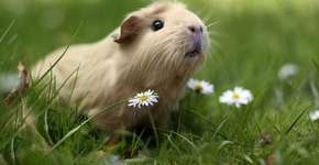 Foto: (Imagem sem texto alternativo disponivel ID [650482])