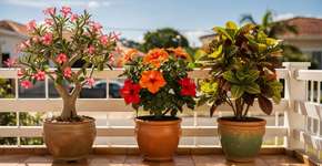 Foto: (Imagem sem texto alternativo disponivel ID [2687174])