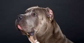 Criação de pitbulls é proibida por lei aprovada recentemente