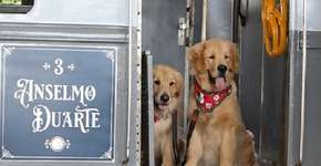 Cães e gatos ganham vagão de luxo em trem turístico de São Paulo