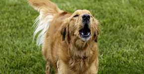 Cachorro latindo muito: o que pode ser? 