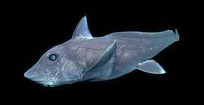 Tubarão fantasma é filmado pela primeira vez; veja vídeo