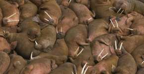 Foto: (Imagem sem texto alternativo disponivel ID [1868440])