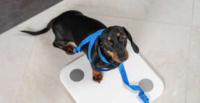 Foto: (Imagem sem texto alternativo disponivel ID [2613452])