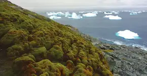 Satélite revela que Antártica está ficando verde em ritmo acelerado