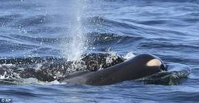Orca deixa corpo de filhote morto após carregá-lo por 17 dias