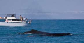 Foto: (Imagem sem texto alternativo disponivel ID [1494732])