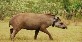 Cocô de anta ajuda a regenerar florestas degradadas da Amazônia