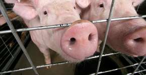 Foto: (Imagem sem texto alternativo disponivel ID [1868901])