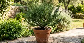 O alecrim é resistente a quase tudo, mas é melhor não plantá-lo próximo desta planta: onde você deve plantar no jardim e como deve usá-lo