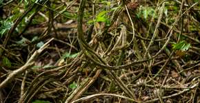 Ayahuasca diminui depressão, comprova pesquisa brasileira