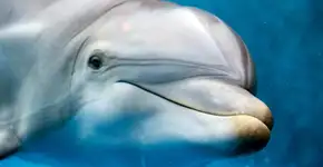 Foto: (Imagem sem texto alternativo disponivel ID [2749163])