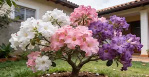 Foto: (Imagem sem texto alternativo disponivel ID [2685017])