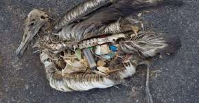 Estudo aponta que 90% das aves marinhas têm plástico no estômago