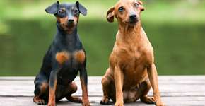 Foto: (Imagem sem texto alternativo disponivel ID [2633768])