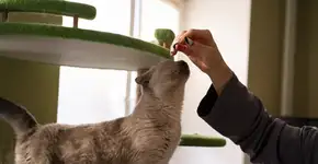 Foto: (Михаил Руденко/istock)