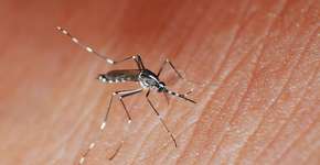 Foto: (Imagem sem texto alternativo disponivel ID [1011329])