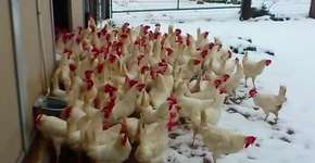 Foto: (Imagem sem texto alternativo disponivel ID [1040830])