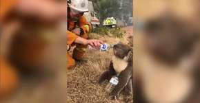 Bombeiros dão água para coala resgatado em incêndio na Austrália