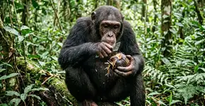 O que esses chimpanzés fizeram com alguns pedaços de vidro sugere uma história que começou há milhões de anos