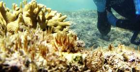 Projeto de preservação de corais convoca ajuda de quem mergulha