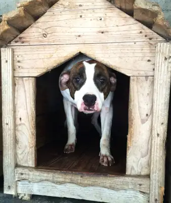 Feira de adoção contará com cerca de 20 cãezinhos à procura de um lar e a presença do artista Pedro Mariano 