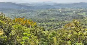 SOS Mata Atlântica promove oficinas criativas gratuitas