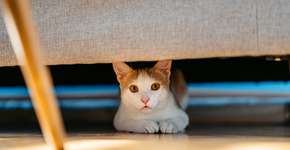 Foto: (urbazon/istock)