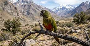 Após uma ausência de 15 anos, ninhos de papagaios tricahue reapareceram em Río Clarillo, e a descoberta confirma que um retorno que parecia impossível já está em andamento