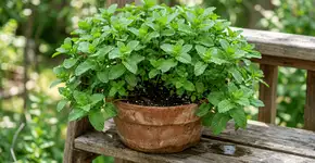 Foto: (Imagem sem texto alternativo disponivel ID [2762391])