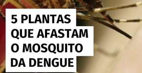 5 plantas que afastam o mosquito da dengue para ter em casa