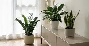 Foto: (Imagem sem texto alternativo disponivel ID [2681514])