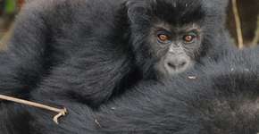 Gorilas entram para a lista de espécies gravemente ameaçadas de extinção
