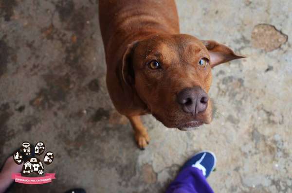 divulgação/Esperança pra Cachorro