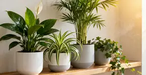 Foto: (Imagem sem texto alternativo disponivel ID [2668667])