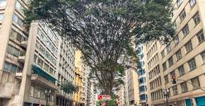 Foto: (rparobe/iStock)